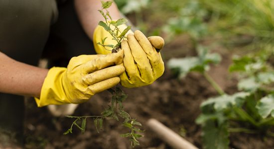 agrisoil agrisoil