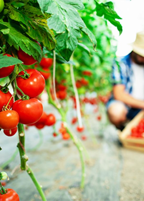 agrisoil agrisoil